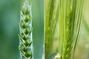 Ähren von Weizen und Gerste
