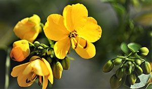 Senna-Blüten
