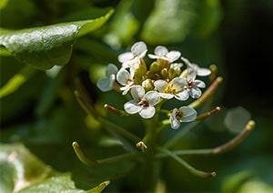 Brunnenkresse-Blüte