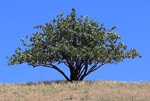 Pstazienbaum