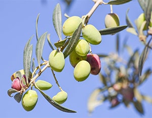 Olivenbaumzweig mit Oliven