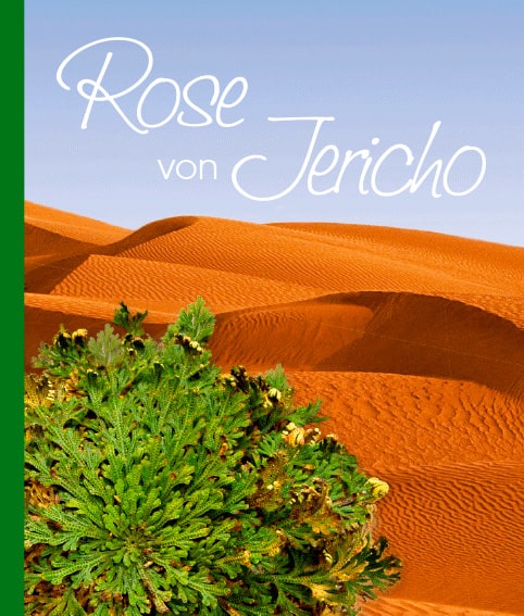 Die Rose von Jericho