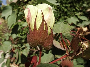 Baumwoll-Blüte