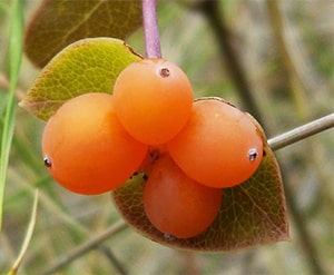 Geißblatt-Früchte