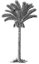 Symbolbild einer Palme