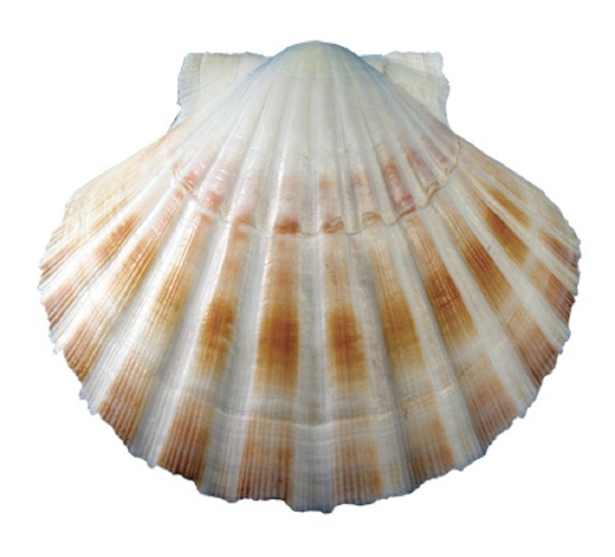 Scallop Shells of St. James – Take on Blessings