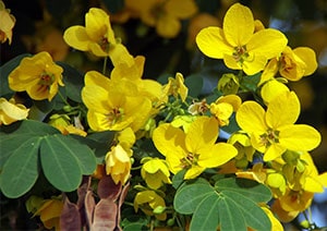 Senna-Blüten und -Blätter