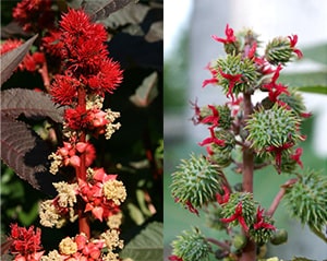 Rizinus-Blüten und -Früchte