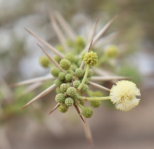 Akazien-Blüte