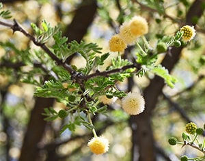 Blüten und Blätter der Akazie