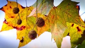 Früchte und Herbstlaub der Platane