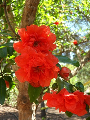 Granatapfelblüte