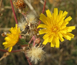 Habichtskraut-Blüten