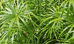 Blätter der Papyruspflanze