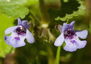 Gundelrebe-Blüten