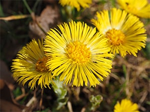 Huflattich-Blüten