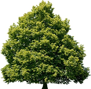 Linden-Baum
