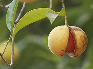 Muskatnuss-Frucht