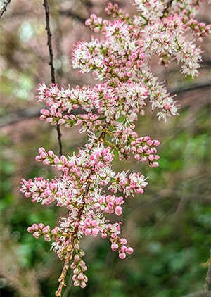 Blüten der Tamariske