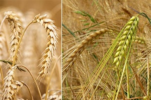 Reife Ähren von Weizen und Gerste