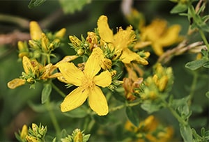Johanniskraut-Blüten