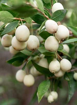 Weiße Myrte-Beeren