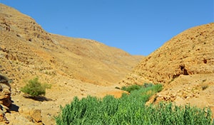 Grasbewachsenes Wadi in Palästina