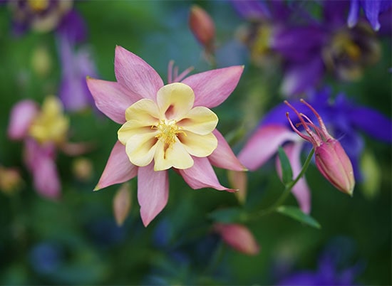Akelei-Blüten