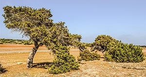 Juniperus Phoenicea