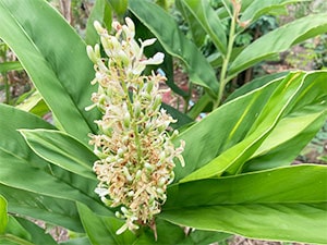 Galgant-Blüten
