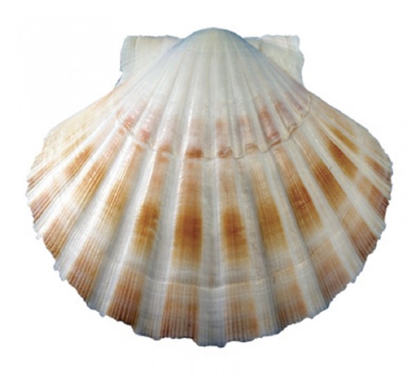Vorschau: Scallop Shells of St. James – Take on Blessings (888913) - Detailansicht 1